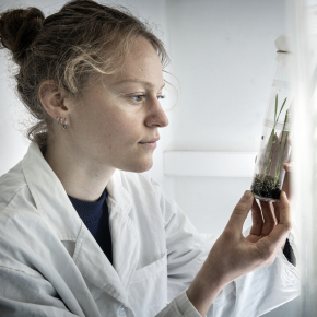 Observation d'une micro-cage dans laquelle sont conservés les pucerons collectés dans un champ de blé